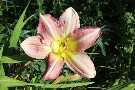 Perennials Daylilies Susans In The Garden