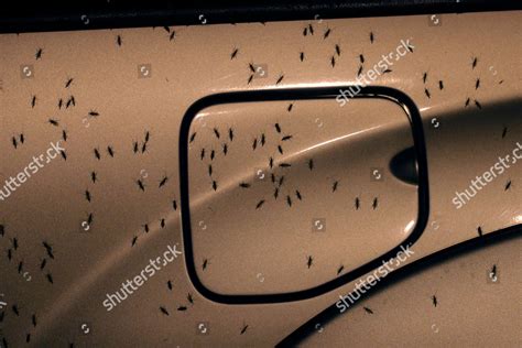 Blind Mosquitoes Aquatic Midges Seen On Editorial Stock Photo Stock