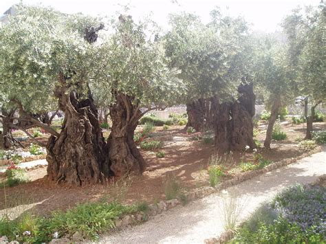 Ob 65 häuser oder 387 apartments/wohnungen in einer. Bild "Garten von Gethsemane" zu Ölberg in Jerusalem