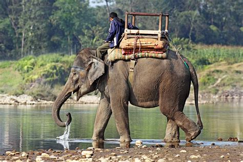 Fileindian Elephant 444 Wikimedia Commons