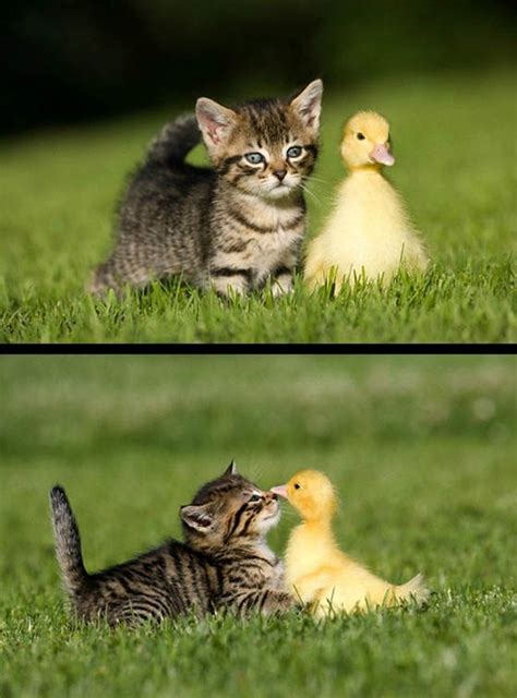 Kitten Befriends Duckling Love Meow