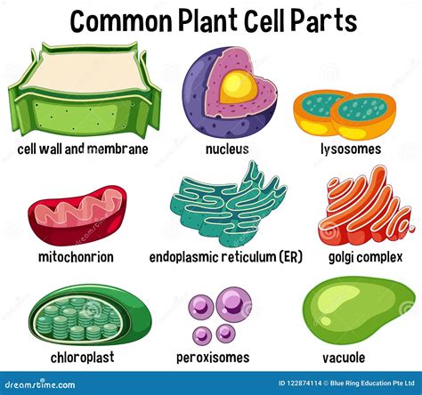 Cell Nucleus Parts Of The Cell Nucleus Vector Illustration