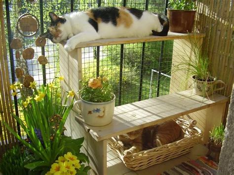 Cat Zen Cat Patio Cat Proof Balcony Cat Room