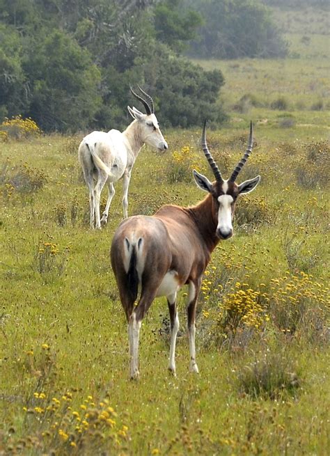 Blesbok Antelope South Africa Pet Birds Animals Wild African Animals