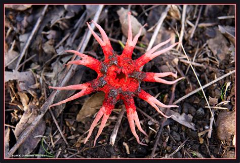 Aseroe Rubra Starfish Fungus Copyright All Rights Rese Flickr