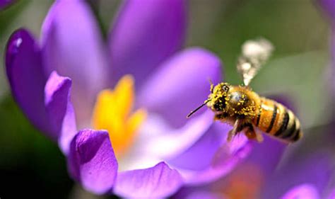 The blossoms also attract a range of smaller beneficial insects such as bees. How to attract bees and pollinators to your garden ...