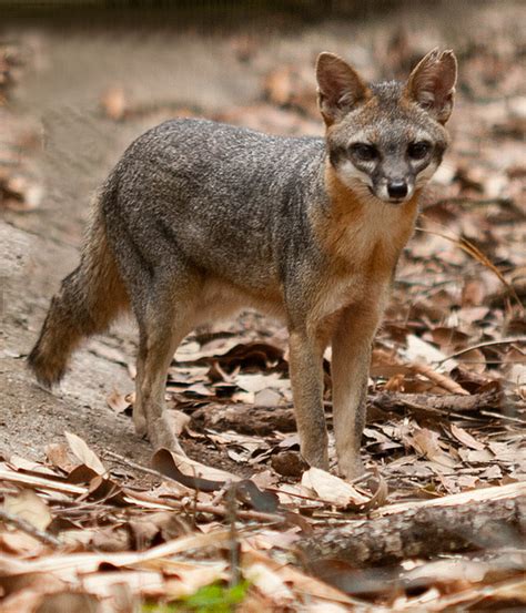 Why We Love Birds Belize Zoo Gray Fox Urocyon Cinereoargenteus
