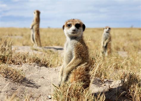 Camp Kalahari Is An Authentic Makgadikgadi Salt Pans Meerkat