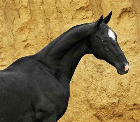 Akhal Teke Stallion Tokhtamysh Photo Artur Baboev Pferde Pferd Fotos