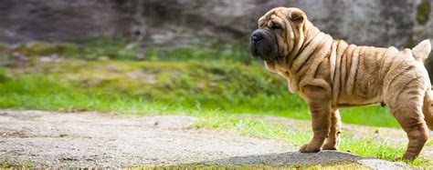 Chinese Shar Pei Dog Breed Facts And Information Wag Dog Walking
