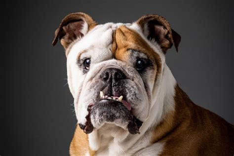 Pet Portrait Portfolio In Studio New Jerseys Best Dog Photographer