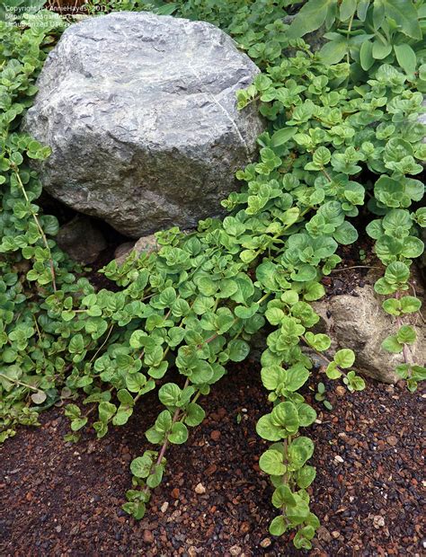 Does not flower or fruit until very old. PlantFiles Pictures: Micromeria Species, Douglas' Savory ...