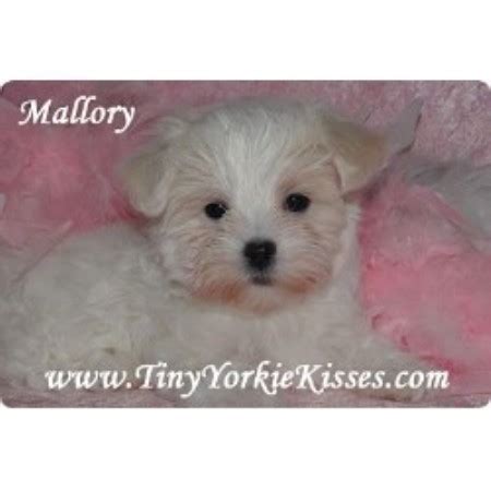 You can look at the address on the map. Tiny Yorkie Kisses, Maltese Breeder in Vacaville, California