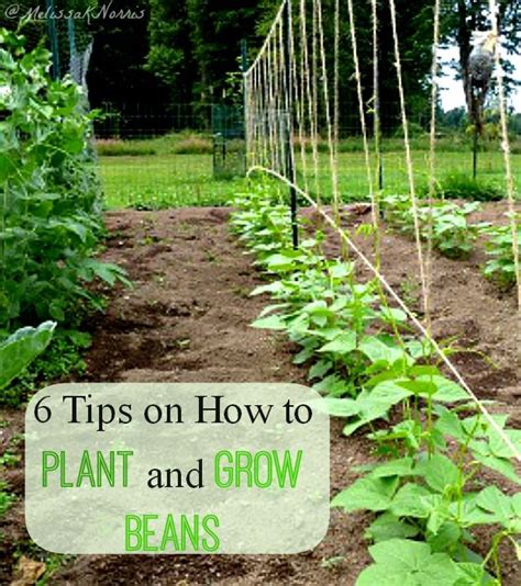 Best Way To Plant Green Beans Laptrinhx News