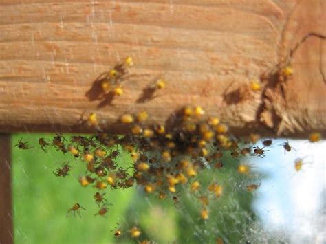 Baby Yellow Spiders With Black Marking Araneus Diadematus Bugguidenet