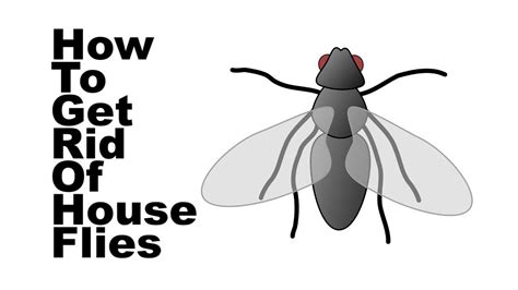 Home Remedies For Flies How To Get Rid Of Flies In The House Youtube