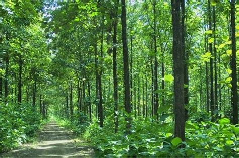 Jenis Jenis Hutan Di Indonesia Fungsi Dan Pemanfaatannya Matsamuka
