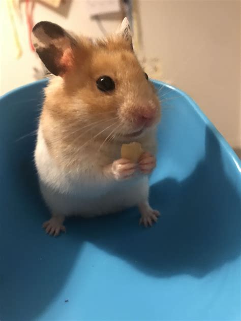 Syrian Hamster Eating A Treat Whilst Standing Up 햄스터 귀여운 밈