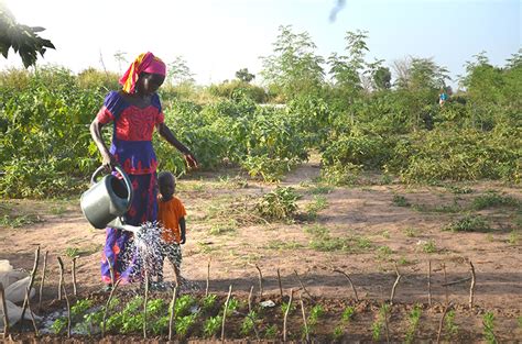The Importance Of Diverse Agriculture Senegal West Africa