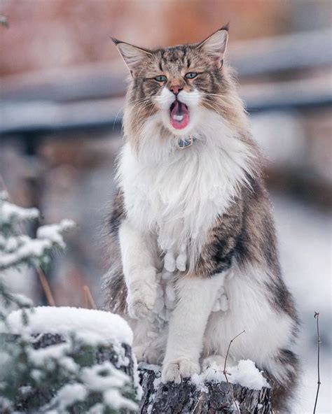 Norwegian Forest Cat Looks Majestic When He Roams Freely Outside