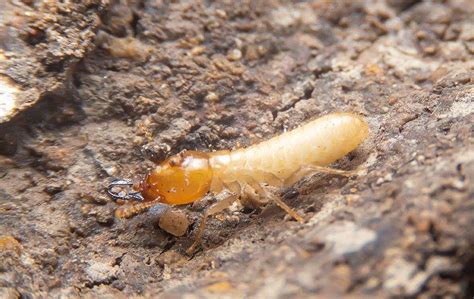 Termite Control Nj Bugaboo