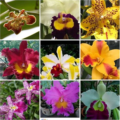 5 Live Orchid Plants Cattleya Oncidium Dendrobium Vanda And