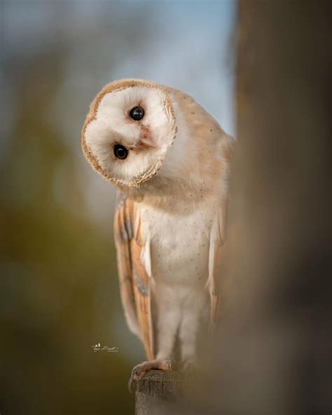 Owls Are Enigmatic Birds With Their Huge Eyes And Abundant Feathers