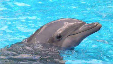 Free Baby Dolphin 2 Stock Photo
