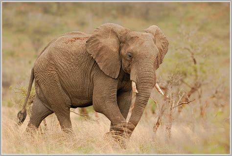 Afrikanischer Elefant Loxodonta Africana Forum Für Naturfotografen