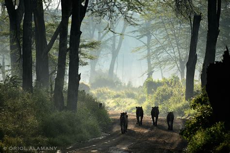 Oriol Alamany Imágenes Vivas Viaje Fotográfico A Kenia 2015