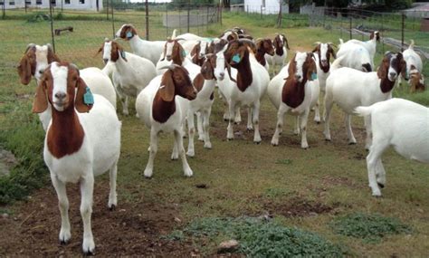Goat Farming In Kenya Hot Sex Picture