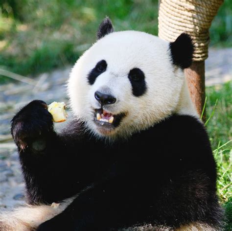 Giant Panda Bear Eating Apples This Panda Lives In The Che Flickr