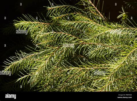 Melaleuca Alternifolia On Dark Background Stock Photo Alamy