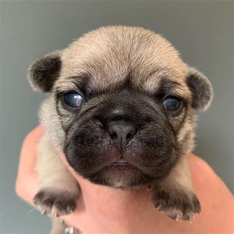 Frug Frenchie X Pug Puppies Available December In Ripley Derbyshire