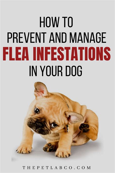 Fleas Are Both Annoying And Dangerous For Your Dog They Can Cause
