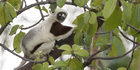 Leaping Lemurs San Diego Zoo Wildlife Alliance Stories