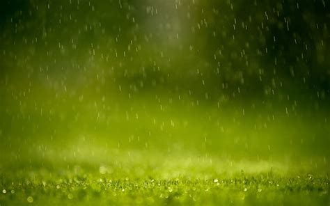 Wallpaper Sunlight Depth Of Field Nature Grass Rain Green