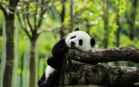 Chengdu Panda Base Chengdu Giant Panda Breeding And Research Base