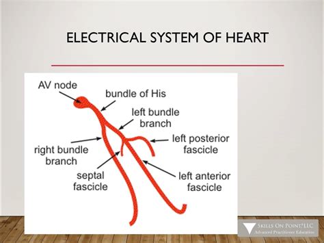 Basic 12 Lead Ekg Interpretation Complete Anatomy