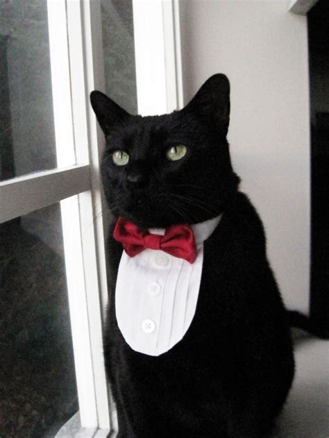 Cat Tuxedo Choose Your Own Bow Tie Solid Satins