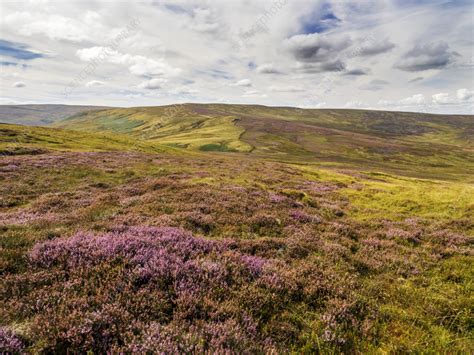 Heather Moorland Stock Image C0582016 Science Photo Library