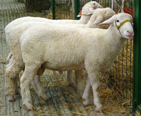 Dorset Rams Dorset Rams At The World Sheep And Wool Congress Flickr