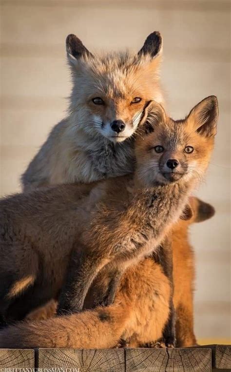 Pin On Foxes