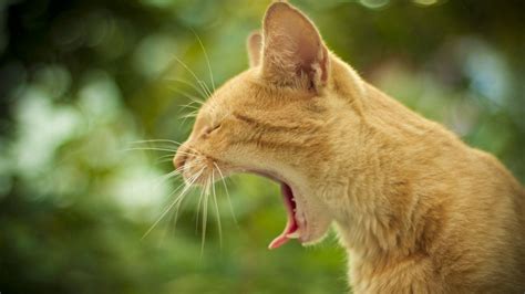 Download Wallpaper 1920x1080 Cat Yawning Face Profile Background