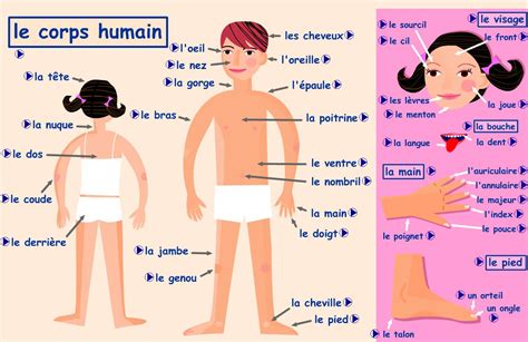 Le Corps Humain Vocabulaire Parts Of The Body In French Français Französisch Stunde