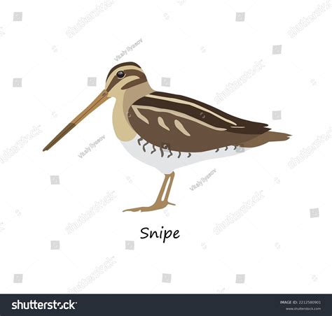 9 Imágenes De Common Snipe Cartoon Imágenes Fotos Y Vectores De