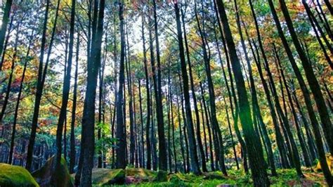5 Tempat Wisata Di Bogor Dengan Pemandangan Hutan Pinus Sejuk Dan