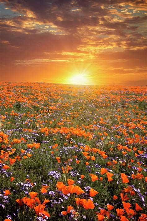 High Desert Wildflower Sunset Photograph By Lynn Bauer