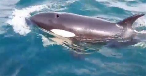 Killer Whales Filmed By Terrified Crew Ramming Boat And Breaking Its