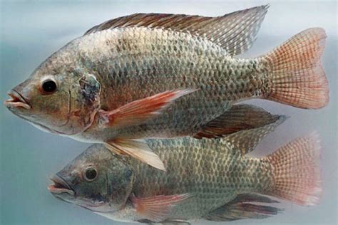 Sexing And Breeding In Tilapia Monitor